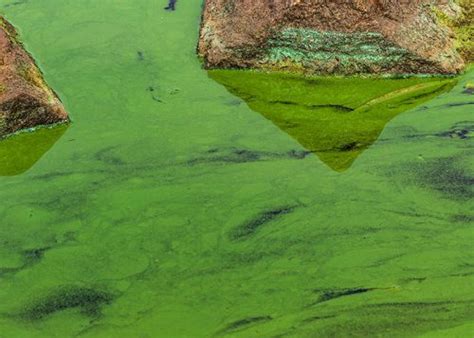 Blue Green Algae In Ponds Treating Cyanobacteria Harmful Algae Blooms