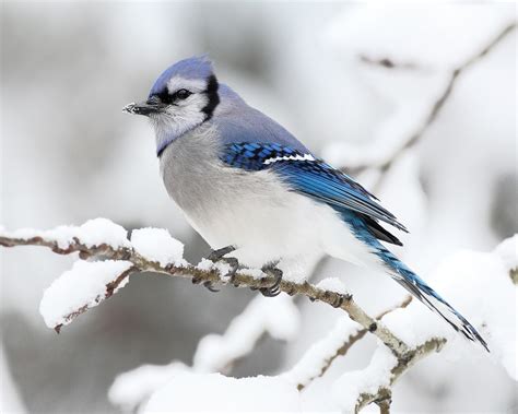 Hiver Bel Oiseau Bird Photographie Fond Décran Aperçu