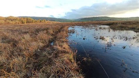 New Life For Welsh Raised Bogs British Bryological Society