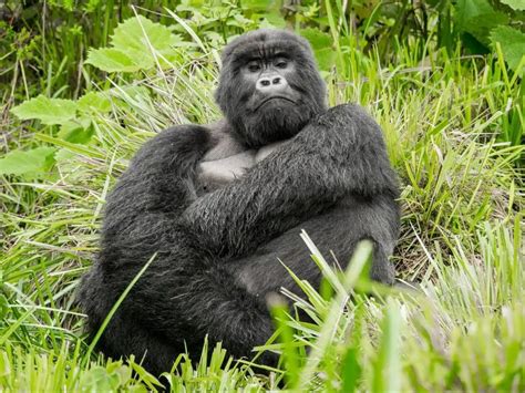 Fun And Interesting Facts About Gorillas You May Not Know