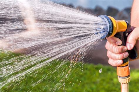 Watering The Grass With Hose Stock Photo Image Of Gardener Growth