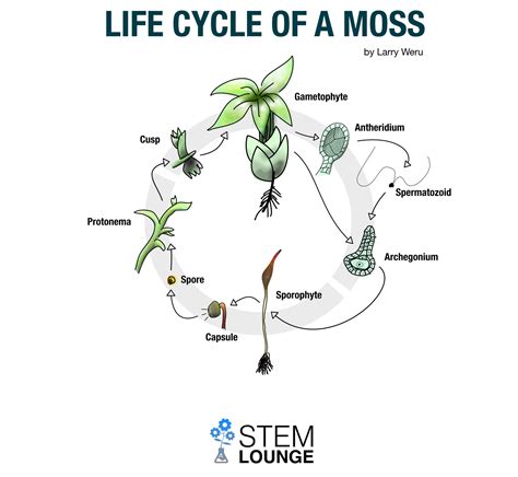 Life Cycle Of A Moss Infographic