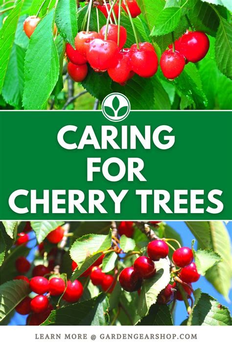 Caring For Cherry Trees Cherry Tree From Seed Growing Cherry Trees Dwarf Cherry Tree Cherry