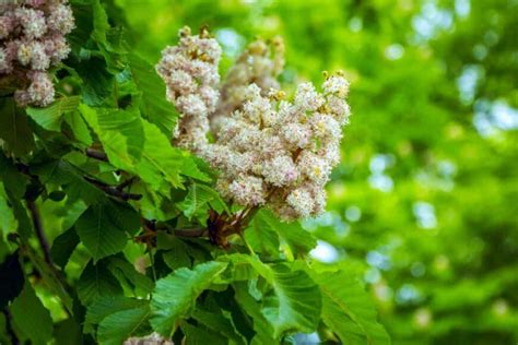 4 Common Types Of Chestnut Trees
