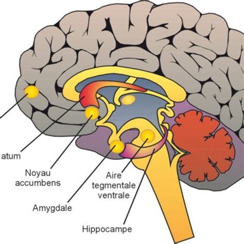 vue sagittale simplifiée et schématique du cerveau montrant les download scientific diagram