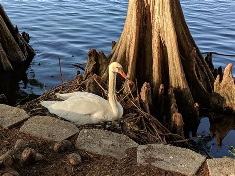 Swan Nest Pics