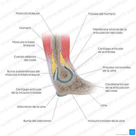 Articulaci N Del Codo Anatom A Ligamentos Movimientos Kenhub