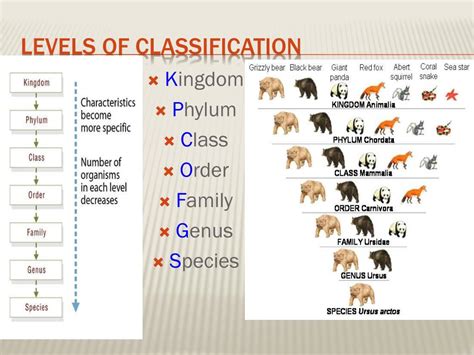 Phylum Classification