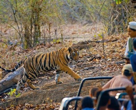 Tourist Places To Visit In Bandhavgarh National Park