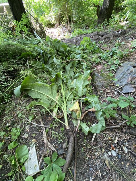 You might ask are these vegetable safe for your cat. Now you'd think you could eat that root. I'm tearing them ...