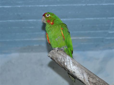 Psittacara Finschi Crimson Fronted Parakeet In Hai Park