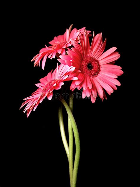 Gerbera Daisy Buds And Open Flowers Stock Photo Image Of Isolated