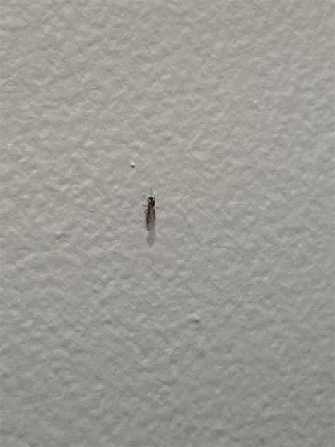 Winged Ant Rwhatsthisbug