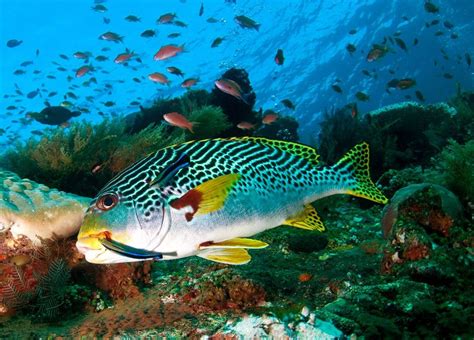 Marine Life Underwater Photography Guide