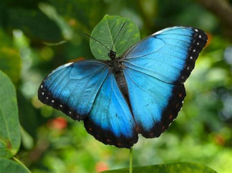 Blue Morpho Butterfly Hd Desktop Wallpaper 20746 Baltana