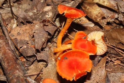 Some Bright Orange Mushrooms At Rattlesnake Mountain New