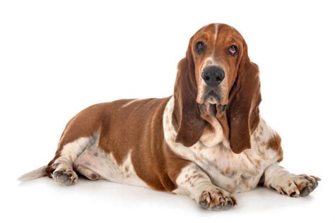 Fat Basset Hound Stock Photos Pictures And Royalty Free Images Istock