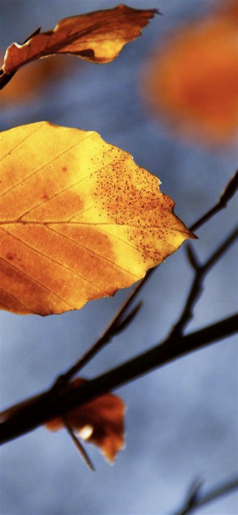 Dead Leaves Blur Nature Wallpapersc Iphonexs