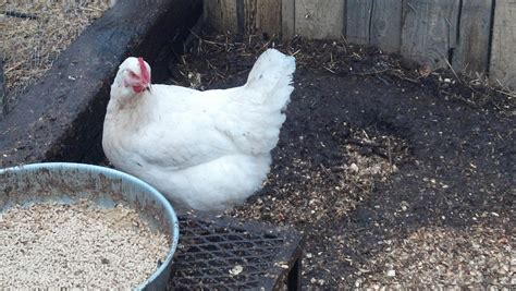 Cornish Cross Backyard Chickens Learn How To Raise Chickens