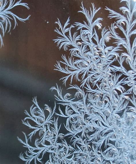 Frost On Glass Ice Flower Art ~ Kuriositas