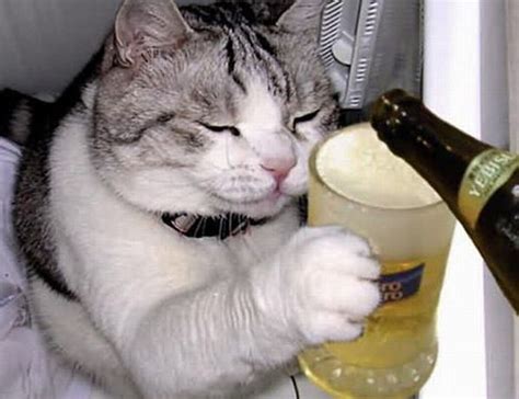 Cats Who Love Beer 25 Pics