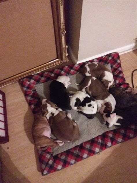 Looking for pitbull puppies for sale? Pit Bull Puppies in Virginia Beach, Virginia