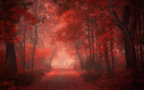 1088156 Sunlight Trees Landscape Forest Fall Leaves Nature Red