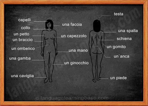 Nape, head, neck, shoulder blade, arm, elbow, back, waist, trunk, loin, hip, forearm, wrist, hand, buttock, thigh, leg, calf, foot, heel. Italian Vocabulary. Face and Body Parts. - learn Other ...