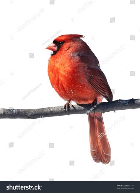 Cardinal Bird Male One Most Beautiful Stock Photo 58885157
