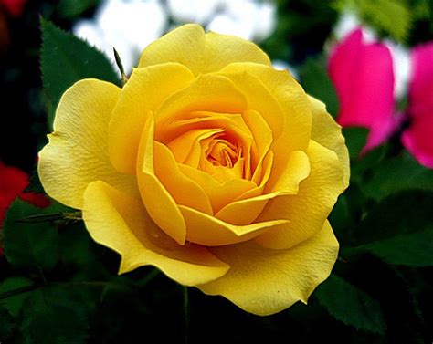 50 Beautiful Yellow Rose Flower Seeds Spring Summer Autumn Roses