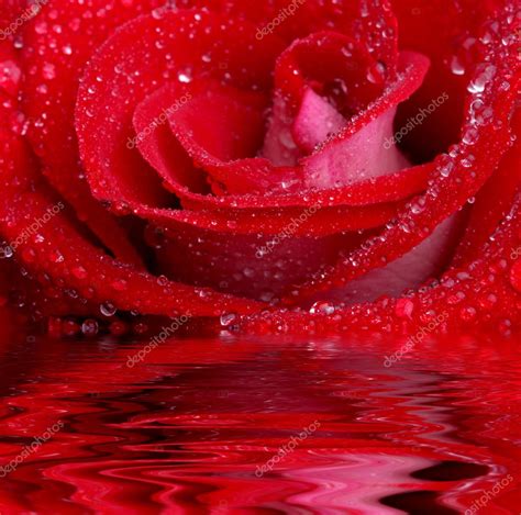 Rose In Water — Stock Photo © Pshenichka 1428259