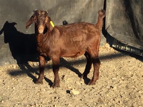 Lot 83 1 Goat Buck Auctionsplus