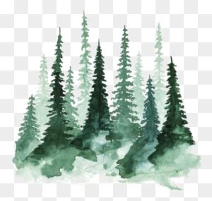 Study Of A Tree Watercolor Painting Pine Watercolor Trees Free