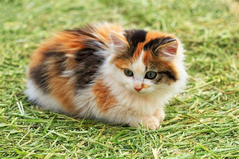 Tagyard Academy Want To Know About Calico Cat