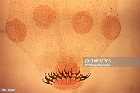 Morphology Biology Photos And Premium High Res Pictures Getty Images