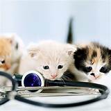 Affordable Animal Clinic Torrance Photos