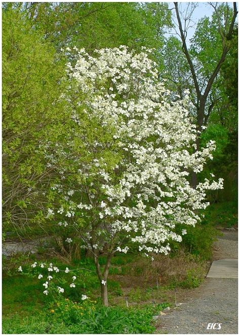 Dogwood Virginia State Tree Plant And Nature Photos Through Evies Lens