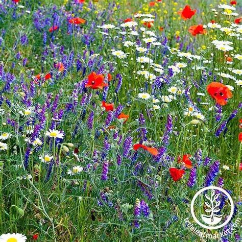 Partial Shade Wildflower Mix Seeds Bulk Sizes Available Perennial