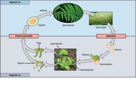 What Is The Main Advantage Of Sexual Reproduction Over Asexual