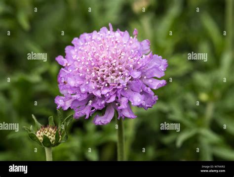 Close Up Of A Scabious Butterfly Blue Pincushion Flower Scabiosa