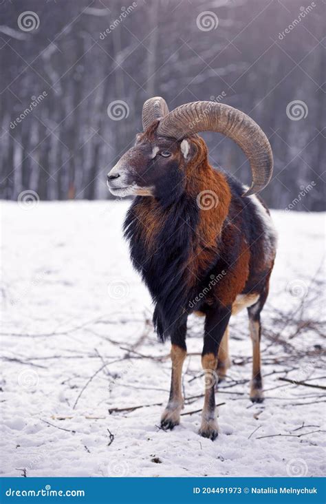 Mouflon Manovis Musimon In Het Winterbos Van Een Dier In De