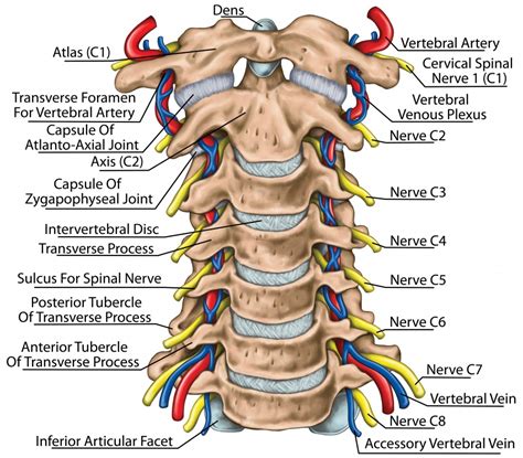 It runs down the back part of the neck, and opens into the external jugular vein just below the middle of its course. Cervical Spine Surgery: An Overview