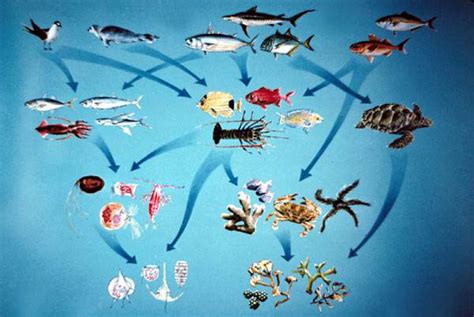 Secrets To Success Your Aquariums Food Chain