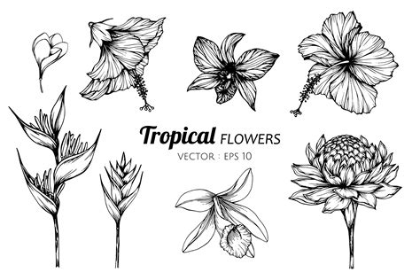 Tropical Flowers Line Drawing Best Flower Site
