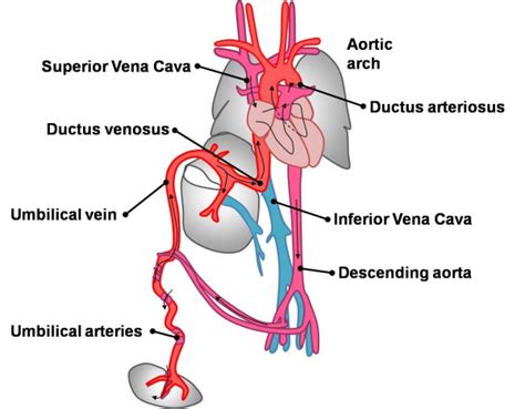 Intermediate Vascular Overview Embryology