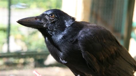 Crow Lifespan How Long Do Crows Live Get Rid Of Crows Unianimal