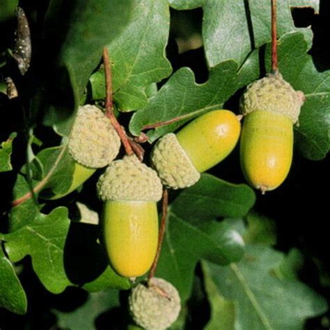 Quercus Robur Kocsányos Tölgy Florapont