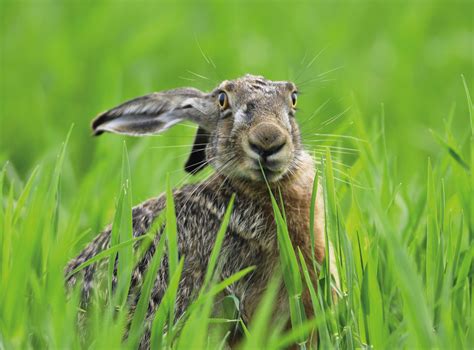 Check spelling or type a new query. Mein Name ist Hase - Gartenzauber