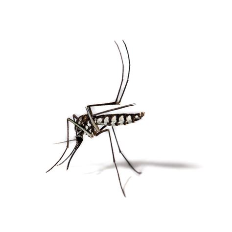 Asian Tiger Mosquito Identification And Behavior Asian Tiger Mosquito