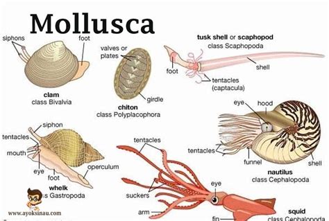 Pengertian Mollusca Ciri Ciri Klasifikasi Struktur Tubuh Reproduksi